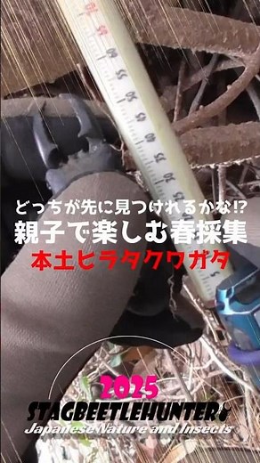 何処に隠れてる⁉ 春一番のクワガタを子供と探してみた #クワガタムシ #昆虫採集