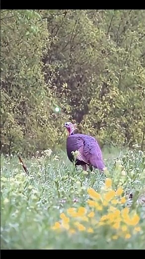 The Ridge That Delivered a Monster #turkeyhunting #g4outdoors #hunting #wildlife #gobblerhunting