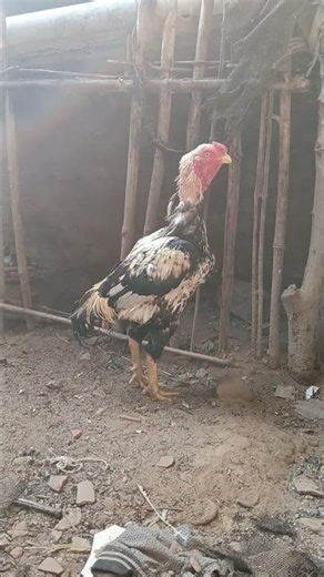 Rampuri father.. son java good fighting style had to had striker bird