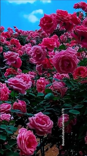 Relaxing 4K”“The Most Peaceful Rose Garden Ever 🌹