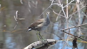 Peeping with personality, this common gallinule fledgling is finding its voice in the mangrove symphony! 🎤🎶🌳 There is still plenty of wildlife to see along the Indigo Trail’s Wildlife Education Boardwalk (WEB). Come see for yourself!🐊🦦🐾 Footage by 🎥: Jim Bennight #birdwatching #wildlifephotography | J.N. “Ding” Darling National Wildlife Refuge (Official)