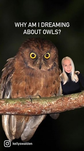 Interpreting Dreams of Owls: Understanding the Wisdom and Symbolism