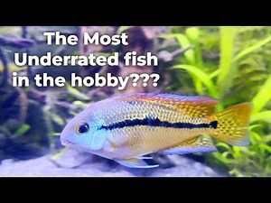 Fish 101: Beginner’s Guide to Nicaraguan Cichlids (Care, Tank Setup & Tips)