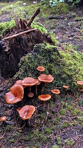 I just got back from a three week "mushroom trip" through California, Oregon, and Washington. The sole purpose was simply to learn more about mushrooms. Mission accomplished! ✅ One of the many mushrooms I was hoping to learn about on this trip was candy caps (Lactarius rubidus). Luckily, I met Aaron Hilliard of Mushroom Wonderland at the Wild Rivers Mushroom Festival and he was willing to take me out looking for candy caps. I had learned about this mushroom a couple times during the trip from ot