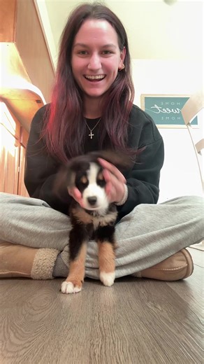 Mini Australian Shepherd Breaks From Playtime