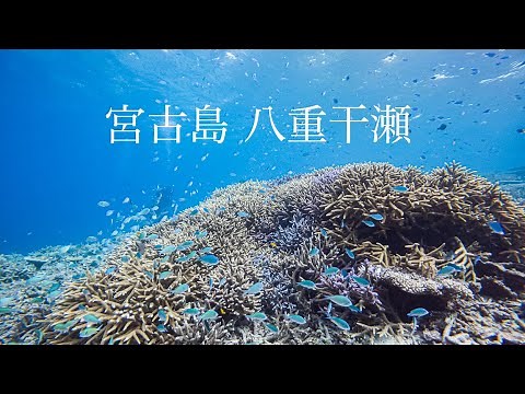 【宮古島 八重干瀬】日本最大級のサンゴ礁群でダイビング Gopro HD 動画 ScubaDiving in Yabiji, Miyako Island