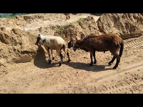 Fast Time Crossing Female//sheep Meeting Female// sheep Breeding#sheep #mating #1millionviews