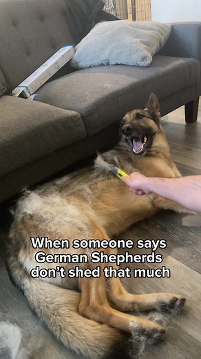 Otherwise known as German Shedders 👀 #germanshepherd #gsd #floof #shedding #dogs | Best Boy Benson