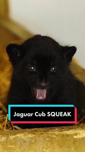 Adorable Jaguar Cub Squeaking | Cute Newborn Baby Animal