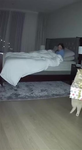 Angry Cat Disappointed with Christmas Present