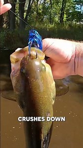 Core Tackle’s Swim Jig: Shank weight adds a lifelike rolling action that triggers more strikes.