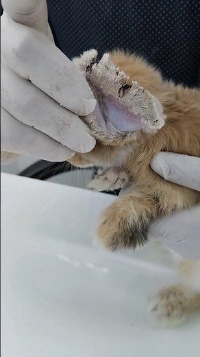 Part # 1/4 || Rabbits - Skin infection, Scabies, Dx, Tx, followup cycles ‪@DrNoumanBashir1217‬