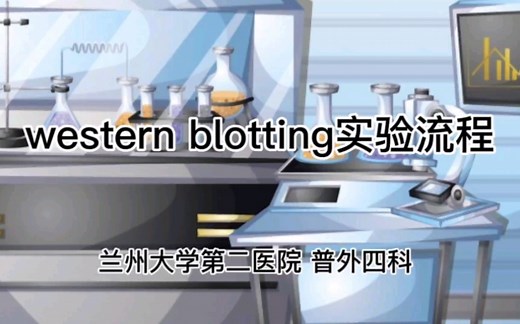 western blotting（WB）实验流程