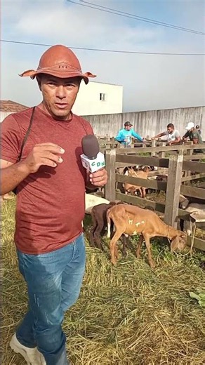 Sheep and Goat Market in Cachoeirinha, PE