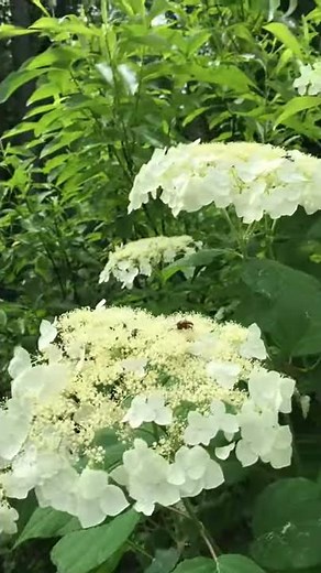Hydrangea arborescens 'Haas Halo' and all of her pollinators.