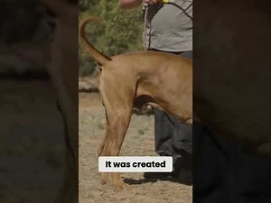 I Spent 30 Days with the Tosa Inu and Discovered Its Hidden Power