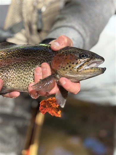 First Trout on a Fly: Beginner Fly Fishing Tips