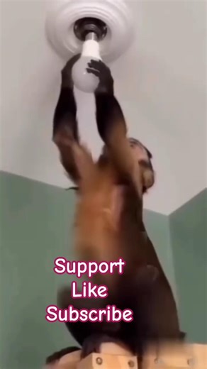 Prank with Monkey Watch till end #comedy #viralvideo #shorts #support