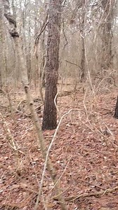 On them Guided Rabbit hunts provided by Catrons Kennel I will put in the right spot so you can take a shot. | Catron's Kennel