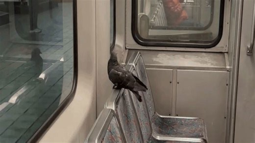 Pigeon patiently waits for stop before calmly disembarking train