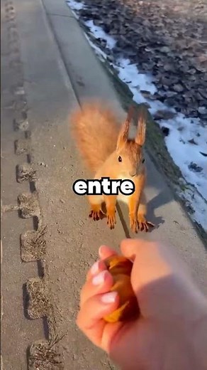 Así es como las ardillas almacenan su comida 😮🐿️ #ardillas #animales #datoscuriosos #naturaleza