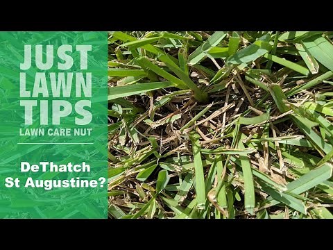 Should You De-Thatch St Augustine Grass? | Power Rake St Augustine