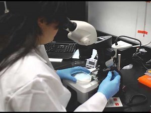 Zebrafish Microinjection Video - Condensed Version