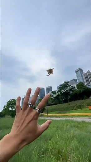 training of sugar gliders #FlyingPets #SugarGliders