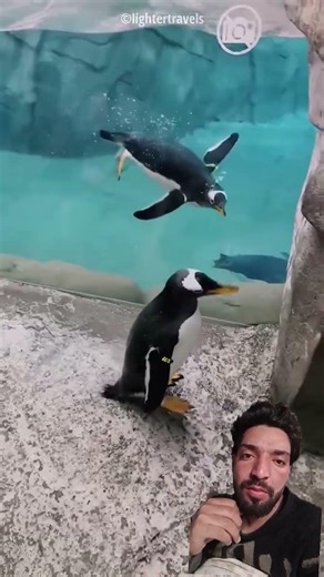 Acha Admi Nay Kya kiya 🤔🤭😔 #funny #pets #youtebushort #comedy #viralvideos #facts #greenscreen