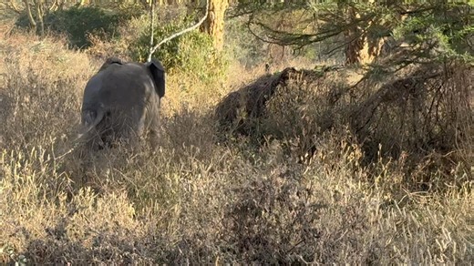 Koji Akatsuka on Reels