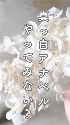 [Bleaching Annabelles] These pure white dried flowers are gorgeous! ✨ Here’s how to do it! [Garde...