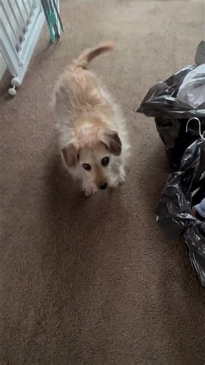 Doggy eat shoe