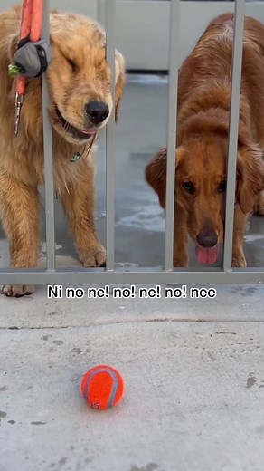 Final Brain Cell Comedy: Dogs Edition