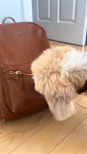 Summer vacation is coming to an end, and it’s time for a new backpack. Use link for promo code https get.aspr.app SH14bl #beispartner #beisreview #fblifestyle #beisbag | Thatdogstella