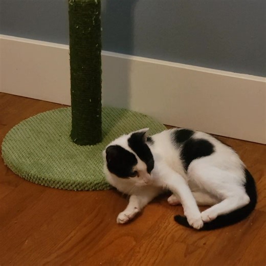 POPEYE Update As you know, POPEYE had emergency eye surgery on Monday. I came home at lunch yesterday to find his cone of shame covered in blood. There was blood on the floor and on his bed. It totally freaked me out. We rushed back to the vet, and it turned out his eye socket had formed a little abscess pocket. It was quickly cleaned up, and he was given an injectable antibiotic. It likely started dripping when i left for work and he just slung it everywhere....the cone catching the majority of