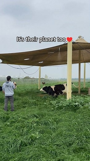 Have you ever seen cows running out of pure joy? 🐄✨ At Freedom Farm Sanctuary, it’s possible 💚 This is what true happiness looks like: No cages, no violence, no separation between mothers and calves - only real freedom ❤️ We’d love to hear from you - which other animals would you like to see running and jumping with joy? | Freedom Farm Sanctuary