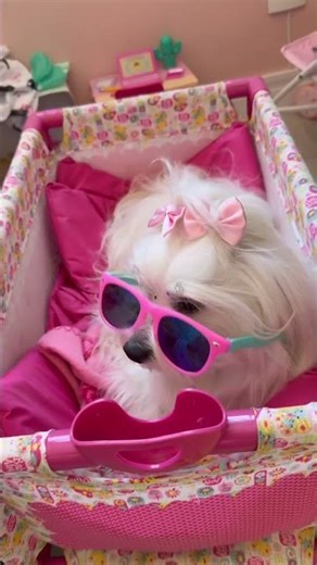 Minha Princesa💕 #shorts#pets #dogs #cachorro #cachorros #maltesedogs #maltes #love #sweet #foryou