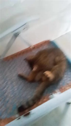 Video của Meo Meo channel😼 (@miu15072021) với bản nhạc Một neko chan - YuMerry Và Neko Chan