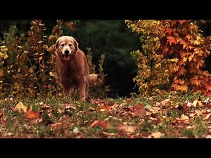 Homeward Bound Emotional Ending