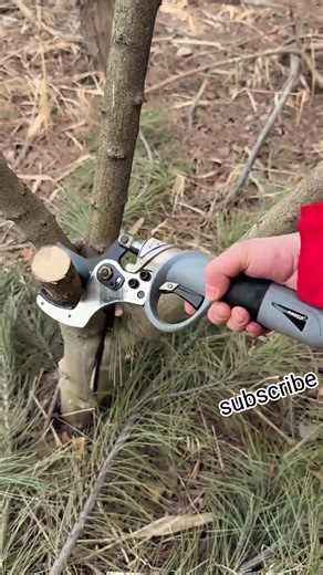 Powerful Electric Pruner Cutting Tree Branches with Easy & Fast Precision#pruning #stysifiying