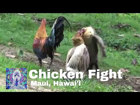 Chicken Fight 🐓 The Not-So-Nice Side of Chickens