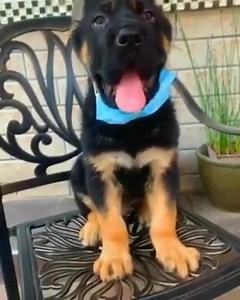 16K views · 1.4K reactions | German Shepherd Dogs Australia on Reels | Facebook
