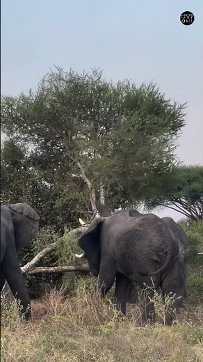 Every movement of an elephant has impact. 🐘😍 🎥