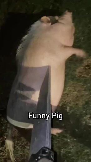 Angry Pig Strikes Again 😡🐗#fyp #funny #animals #pig #funnyvideos