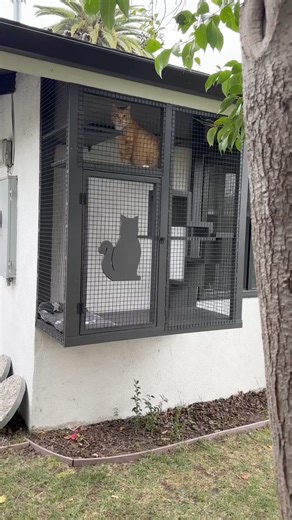 Jinx showing off his new Monrovia catio, while his siblings - Junebug, Poe, Mr. B, Doppelgänger, and Joey JoJo Junior Shabadoo - cat nap inside. 😻#catioguy #catio #catenclosure | Catio Guy