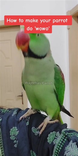 Teaching Your Parrot to Speak: Tips and Tricks