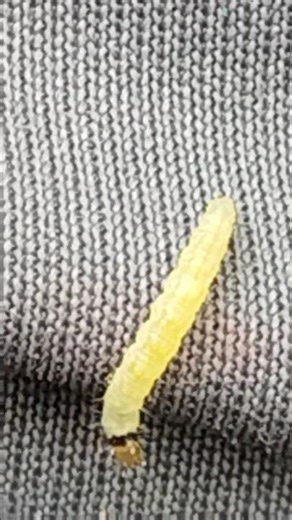 What is a Codling MOTH doing in its own home?