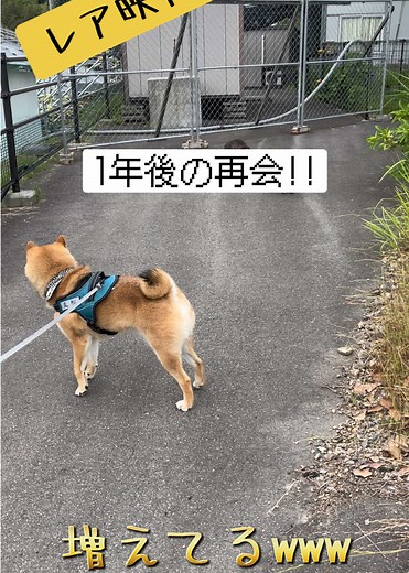 丸亀城での猫との運命の再会