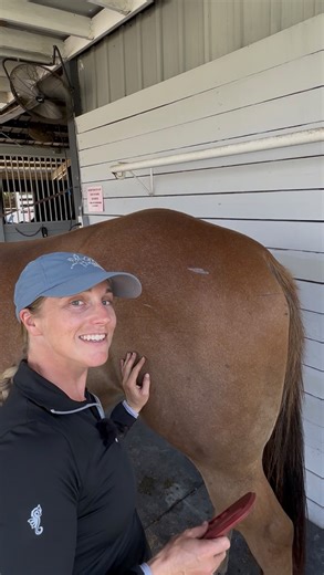 The hind end muscles of the horse are the main powerhouse! If the horse is having trouble in the hind end, it can really affect the balance of the horse, and help them to compensate in negative ways for performance. A good glute massage, can make a world of difference in helping correct that imbalance. It also can help with proper movement in the horse🤩 Sometimes you also can see negative compensation patterns throughout the whole left side or the whole right side because of tension coming from