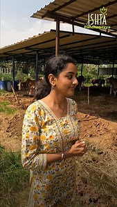 Difference between Kangeyam and Hallikar breeds. While both are strong native cattle, Kangeyam cattle are known for their compact build, endurance, and suitability for dry farming conditions. Hallikar cattle, on the other hand, are taller, more agile, and traditionally used for fast-moving agricultural work and cart pulling. Both breeds reflect the rich cattle heritage of South India, each with its own unique strengths. 📍 Shop: Nanganallur 📍 Goshala: Madhuranthagam & Adambakkam 🌐 www.ishtaorg